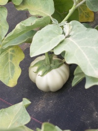 Thaï Whyte Ribbed.jpg