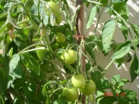 Tomate 42 days-1.jpg
