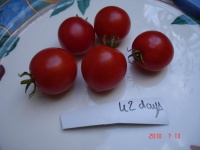Tomate 42 days-2.jpg