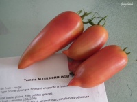 Tomate ALTER KOMMUNIST.jpg