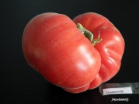 Tomate Abrikos-2.jpg