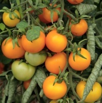 Tomate Albertovske Zlute.jpg