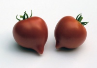 Tomate Annas Multiflora.jpg