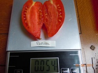 Tomate BELLA-1.jpg
