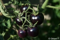 Tomate Farenheit Blue-Black Cherry-2.jpg