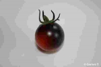 Tomate Farenheit Blue-Black Cherry.jpg
