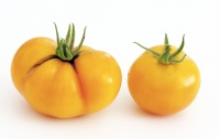 Tomate Golden Juniata.jpg