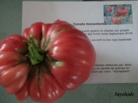 Tomate HOMAOTECK.jpg