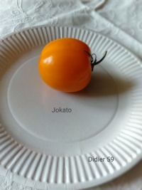 Tomate Jokato.jpg