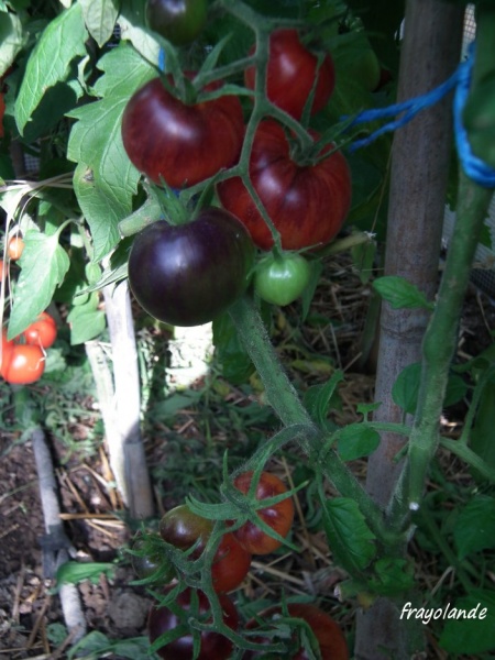 Fichier:Tomate KÖNIGIN DER NACHT.jpg