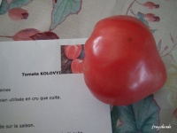 Tomate KOLOVYI.jpg