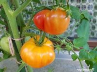 Tomate Nature's Riddle-1.jpg