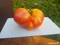 Tomate Nature's Riddle-2.jpg