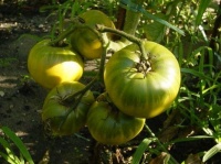 Tomate Northern Green-1.jpg