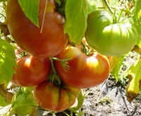 Tomate Piprakujuline Roosa-2.jpg