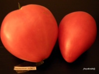 Tomate Pridmarsky Konus-1.jpg