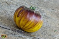 Tomate Purpura Rits.jpg