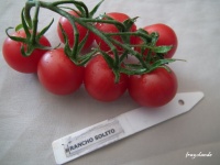 Tomate RANCHO SOLITO-1.jpg