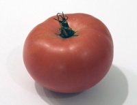 Tomate Rebekah Allen.jpg