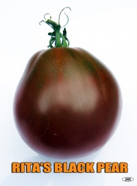 Tomate Rita's black pear op-1.jpg
