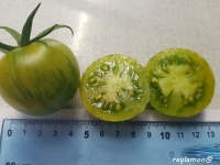 Tomate Translucent Zebra-2.jpg