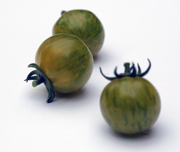 Fichier:Tomate Translucent Zebra.jpg