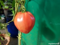 Tomate Winnie lOurson-1.jpg