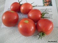 Tomate Zlatava.jpg