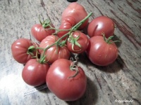 Tomate abakanskiy rozovyi-1.jpg