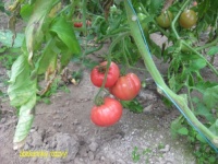 Tomate abakanskiy rozovyi.jpg