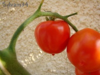 Tomate abc potato leaf op.jpg