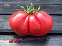 Tomate abe hall.jpg