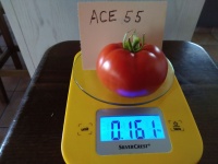 Tomate ace 55 vf.jpg