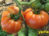 Tomate aker s west Virginia-1.jpg