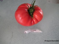 Tomate aker s west Virginia-2.jpg