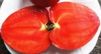 Tomate alice op-2.jpg