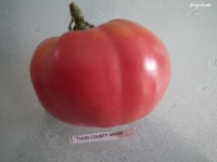 Tomate amish todd county.jpg