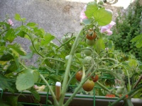 Tomate ampeltomate himbeerfarbig-1.jpg