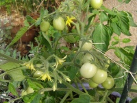 Tomate ampeltomate himbeerfarbig-2.jpg