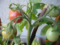 Tomate ampeltomate himbeerfarbig.jpg