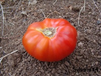 Tomate anahu-1.jpg