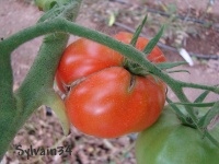 Tomate anahu.jpg