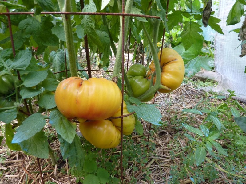 Fichier:Tomate ananas op rl-1.jpg