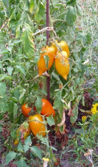 Tomate andine cornue jaune.jpg
