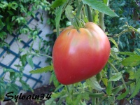 Tomate arina russian-2.jpg