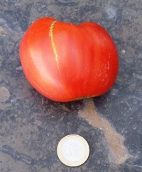 Tomate arina russian.jpg