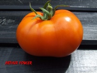 Tomate arthur fowler op.jpg
