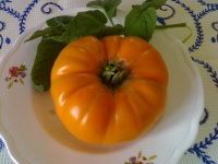 Tomate aunt gertie s gold-2.jpg