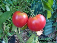 Tomate babywine op.jpg