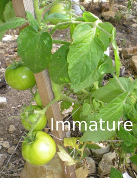 Fichier:Tomate balcon zauber.jpg